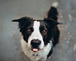 Preview wallpaper dog, protruding tongue, funny, muzzle