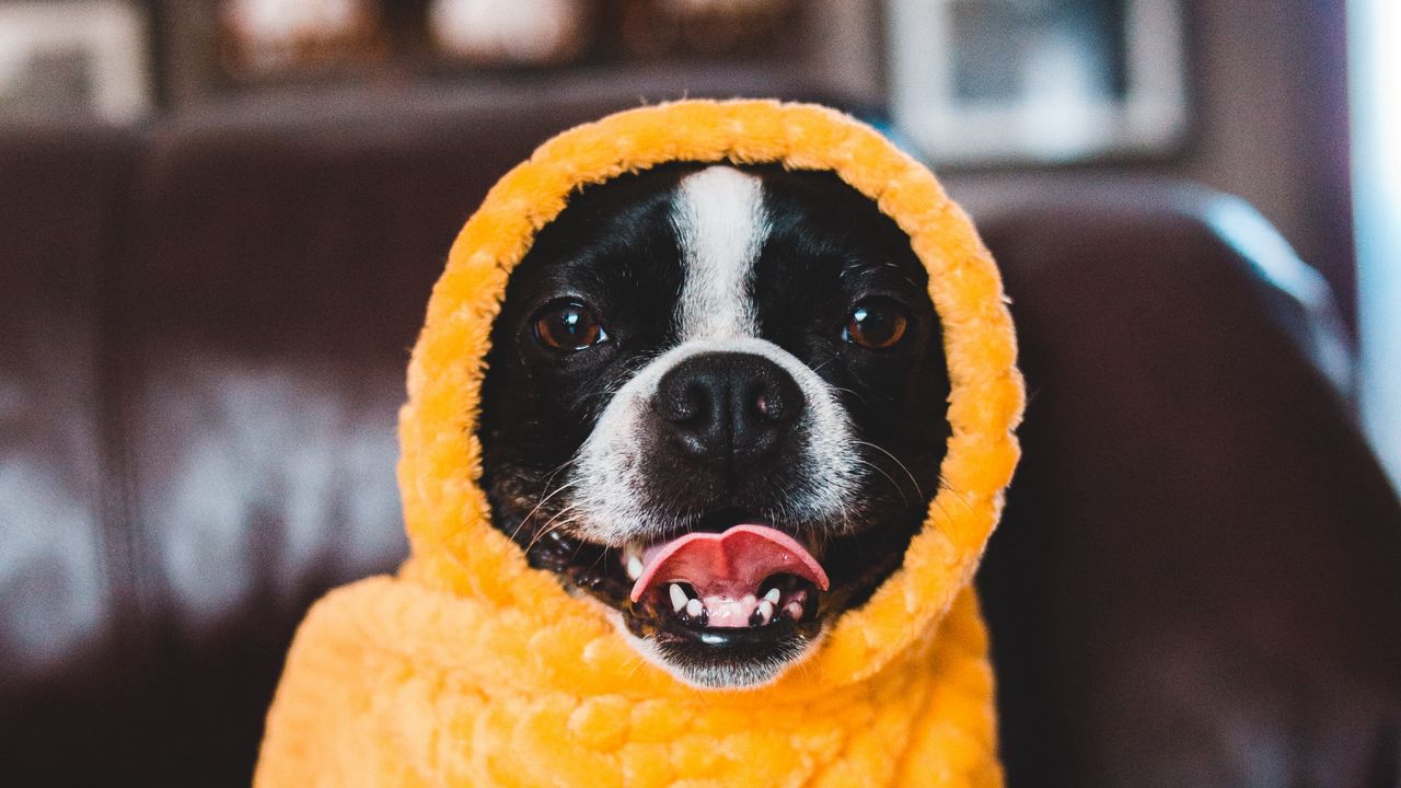 Wallpaper dog, protruding tongue, funny, blanket