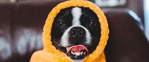 Preview wallpaper dog, protruding tongue, funny, blanket