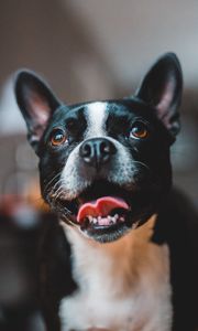 Preview wallpaper dog, protruding tongue, funny, cute