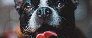 Preview wallpaper dog, protruding tongue, funny, cute