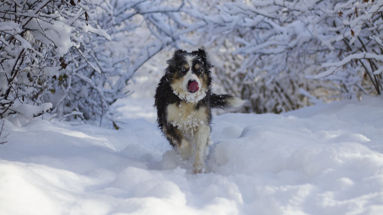 Wallpaper dog, protruding tongue, funny, cool, snow