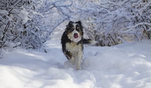 Preview wallpaper dog, protruding tongue, funny, cool, snow