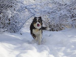Preview wallpaper dog, protruding tongue, funny, cool, snow