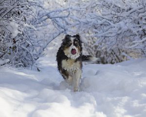 Preview wallpaper dog, protruding tongue, funny, cool, snow