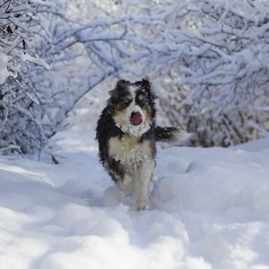 Preview wallpaper dog, protruding tongue, funny, cool, snow