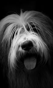 Preview wallpaper dog, protruding tongue, furry, bw