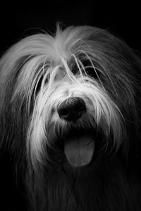 Preview wallpaper dog, protruding tongue, furry, bw