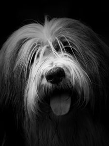 Preview wallpaper dog, protruding tongue, furry, bw