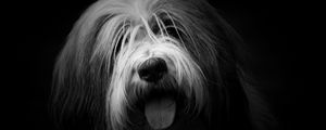 Preview wallpaper dog, protruding tongue, furry, bw