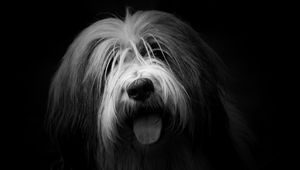 Preview wallpaper dog, protruding tongue, furry, bw