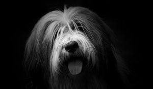 Preview wallpaper dog, protruding tongue, furry, bw