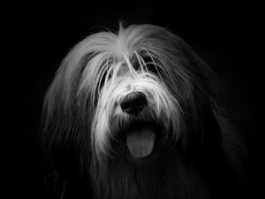 Preview wallpaper dog, protruding tongue, furry, bw