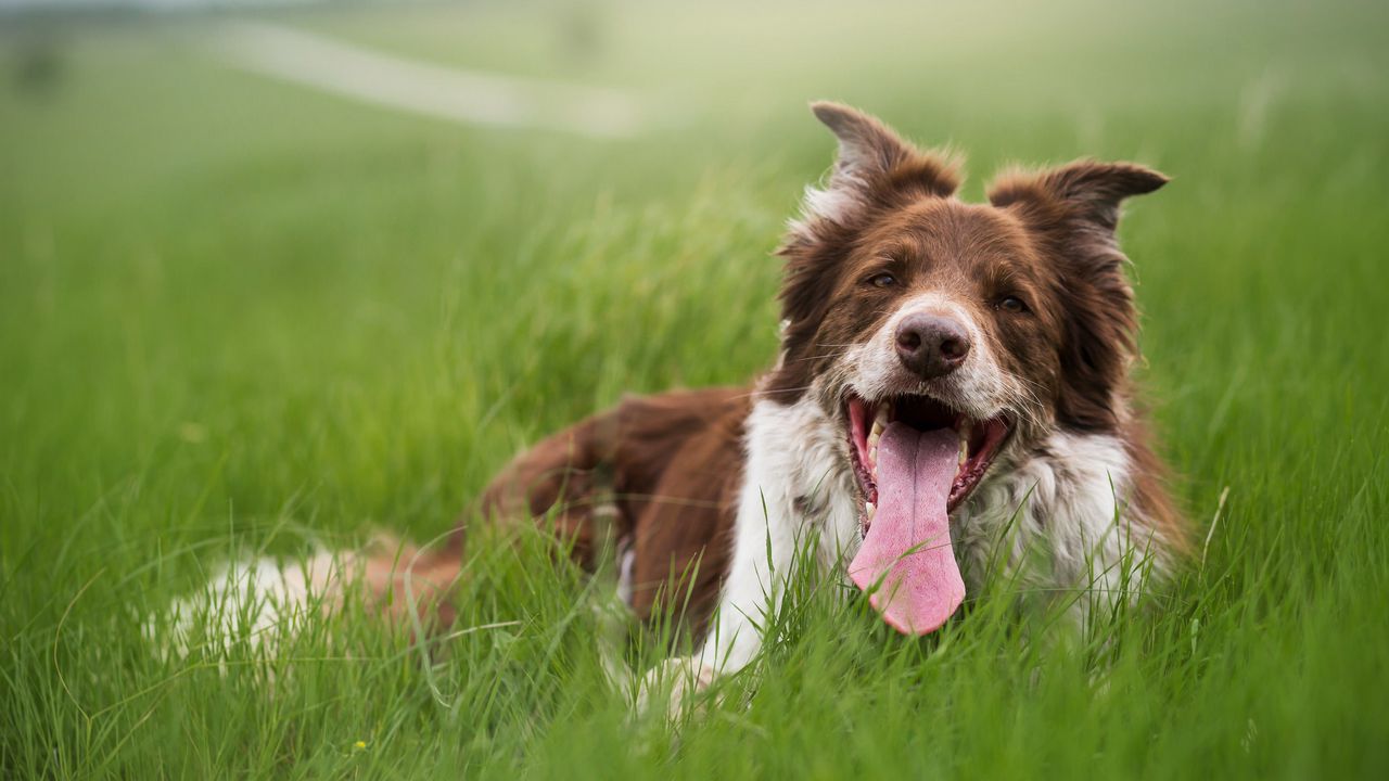 Wallpaper dog, protruding tongue, grass