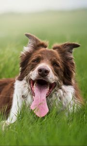 Preview wallpaper dog, protruding tongue, grass