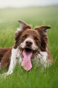 Preview wallpaper dog, protruding tongue, grass