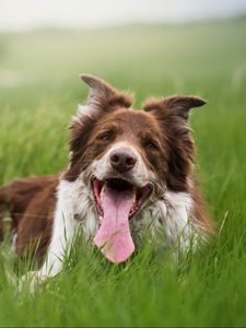 Preview wallpaper dog, protruding tongue, grass