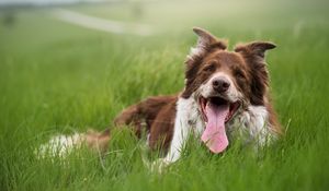 Preview wallpaper dog, protruding tongue, grass