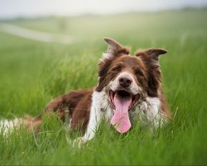 Preview wallpaper dog, protruding tongue, grass
