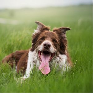 Preview wallpaper dog, protruding tongue, grass