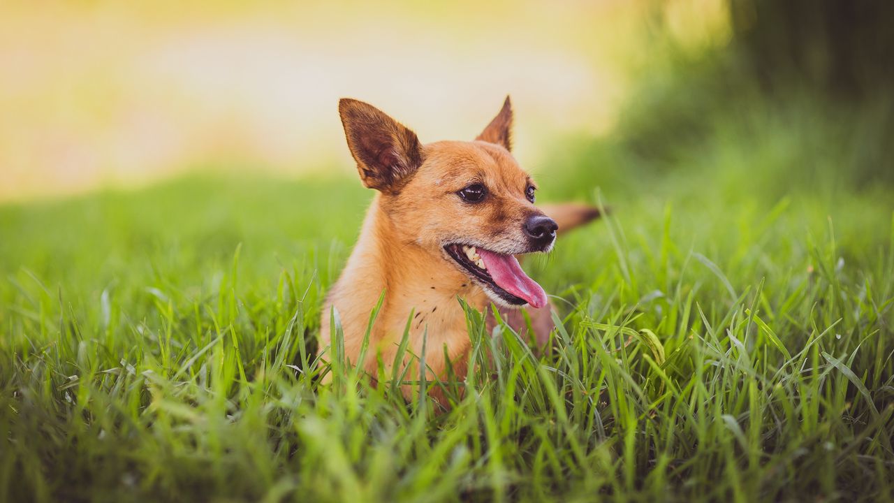 Wallpaper dog, protruding tongue, grass