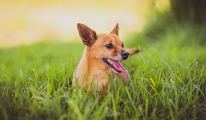 Preview wallpaper dog, protruding tongue, grass