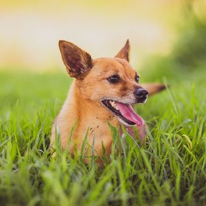 Preview wallpaper dog, protruding tongue, grass