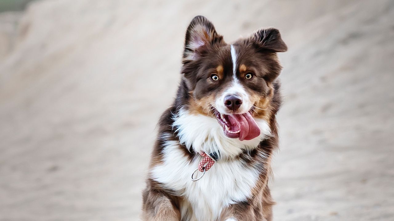 Wallpaper dog, protruding tongue, happy, running