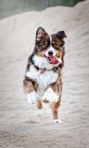 Preview wallpaper dog, protruding tongue, happy, running