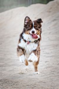 Preview wallpaper dog, protruding tongue, happy, running