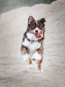 Preview wallpaper dog, protruding tongue, happy, running