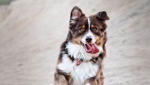 Preview wallpaper dog, protruding tongue, happy, running