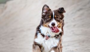 Preview wallpaper dog, protruding tongue, happy, running