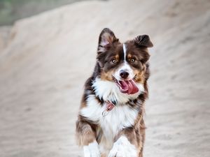 Preview wallpaper dog, protruding tongue, happy, running