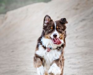 Preview wallpaper dog, protruding tongue, happy, running