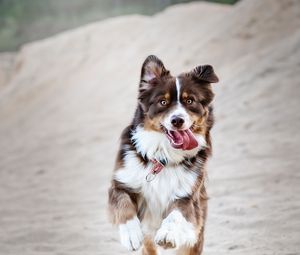 Preview wallpaper dog, protruding tongue, happy, running