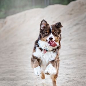 Preview wallpaper dog, protruding tongue, happy, running