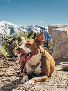 Preview wallpaper dog, protruding tongue, lies
