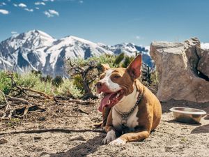 Preview wallpaper dog, protruding tongue, lies