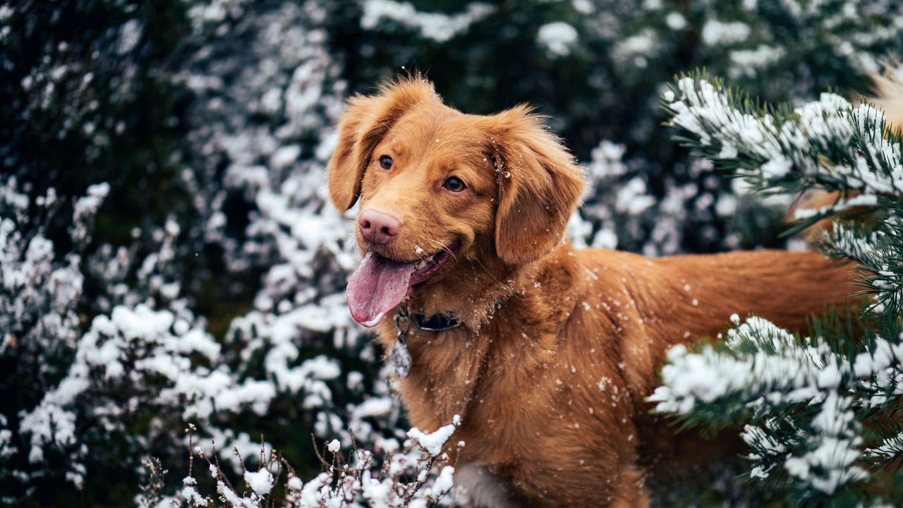 Wallpaper dog, protruding tongue, muzzle, snow