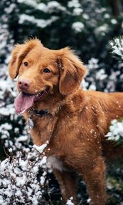 Preview wallpaper dog, protruding tongue, muzzle, snow