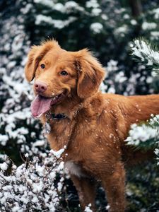 Preview wallpaper dog, protruding tongue, muzzle, snow