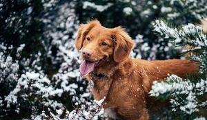 Preview wallpaper dog, protruding tongue, muzzle, snow