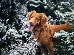 Preview wallpaper dog, protruding tongue, muzzle, snow