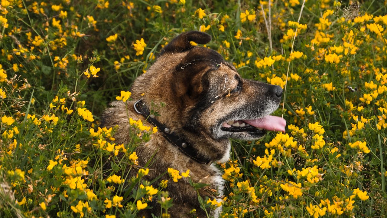 Wallpaper dog, protruding tongue, pet, flowers, field
