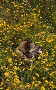 Preview wallpaper dog, protruding tongue, pet, flowers, field