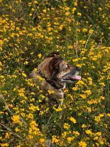 Preview wallpaper dog, protruding tongue, pet, flowers, field