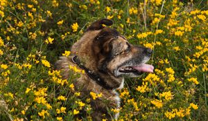 Preview wallpaper dog, protruding tongue, pet, flowers, field