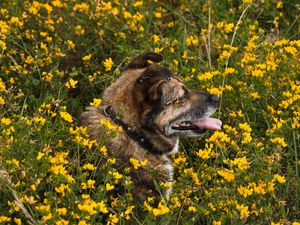 Preview wallpaper dog, protruding tongue, pet, flowers, field