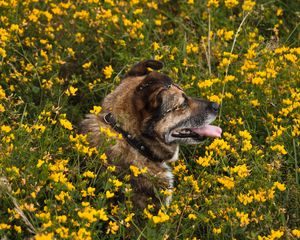 Preview wallpaper dog, protruding tongue, pet, flowers, field